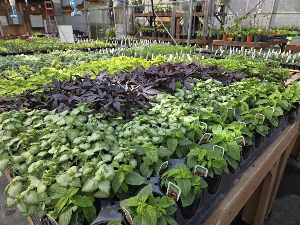 vente horticulture et jardinerie 2