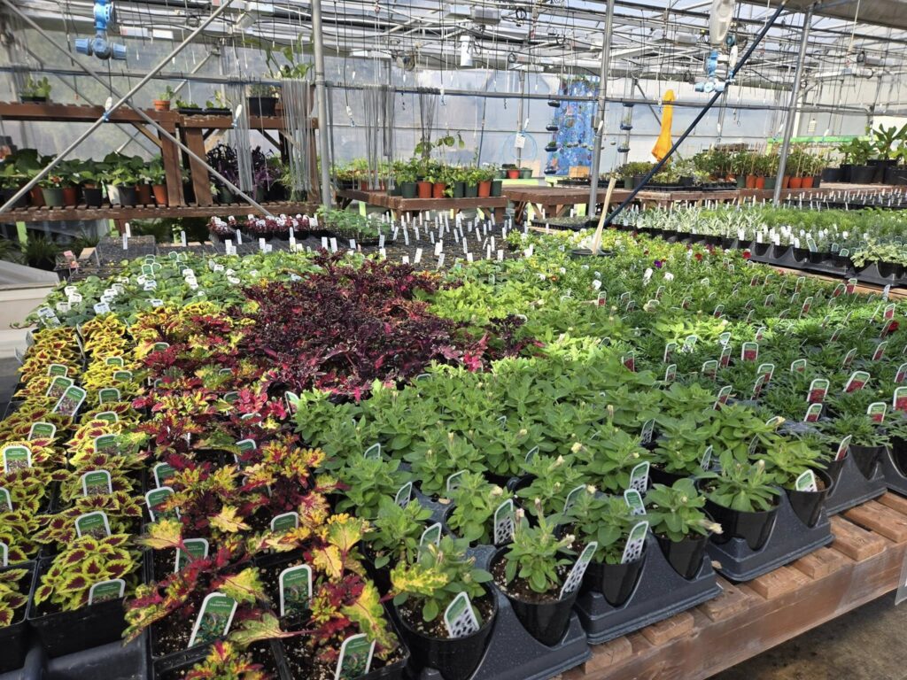 vente horticulture et jardinerie 3